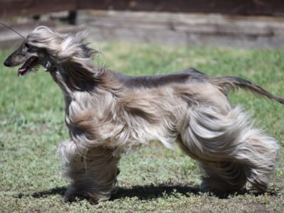 Schotse Deerhound