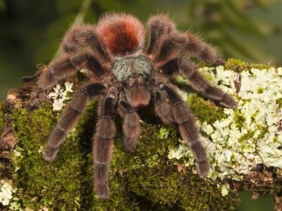 Colombiaanse Reuzenvogelspin (Megaphobema robustum)