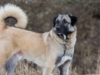 Anatolische Herder (Kangal)