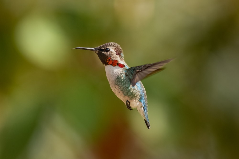 10 Kleinste Vogels ter Wereld