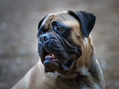 Bordeauxdog