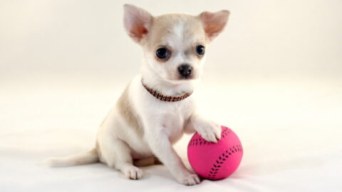Chihuahua