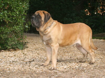 Engelse Mastiff