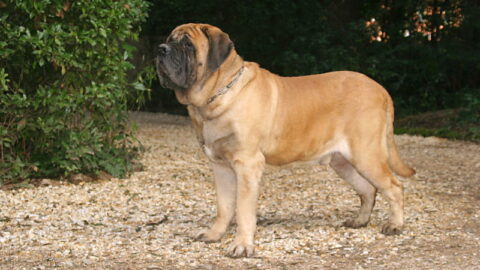 Engelse Mastiff