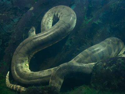 Groene Anaconda (De Zwaarste Slang)