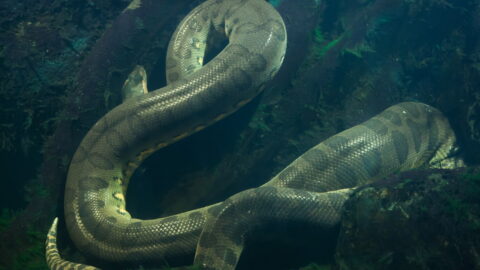 Groene Anaconda