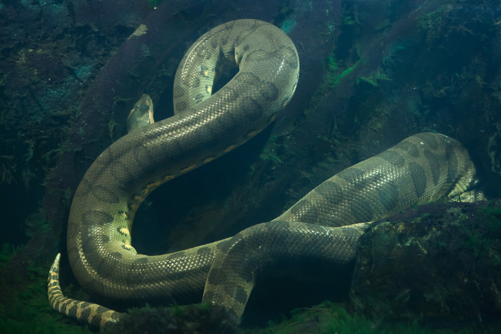 10 Grootste Slangen ter Wereld (Lengte en Gewicht)