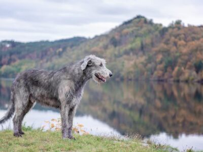 Ierse Wolfshond