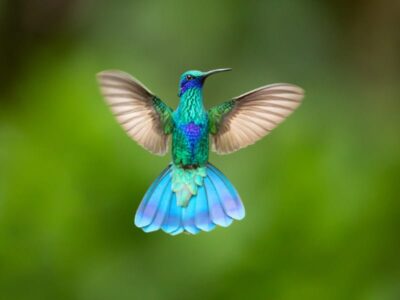 Costa's Kolibrie (Calypte costae)