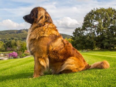 Leonberger