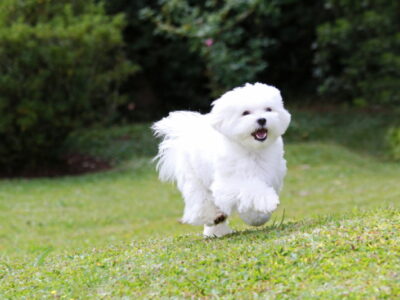Maltezer