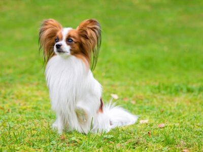 Papillon (Vlinderhondje)