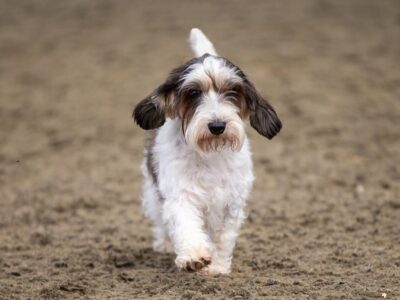Brusselse Griffon