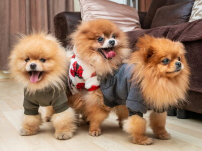 Pomeranian (Dwergkeeshond)