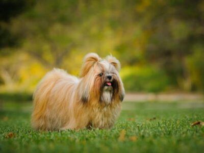 Shih Tzu