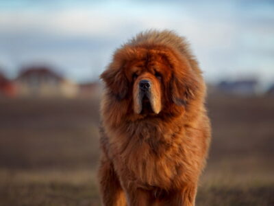 Tibetaanse Mastiff
