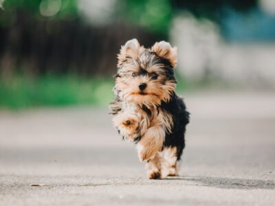 Yorkshire Terrier