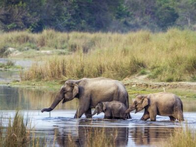 Afrikaanse Olifant (Het Grootste Landdier)