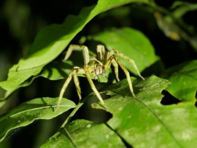 Braziliaanse Zwerfspin (Phoneutria)