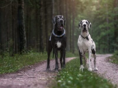 Duitse Dog (Great Dane)