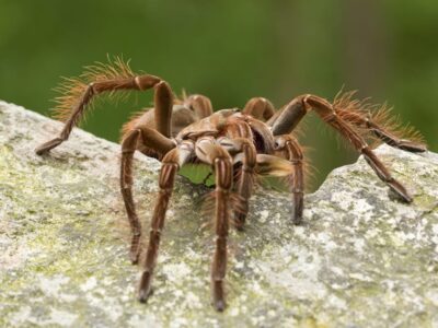 Grammostola anthracina