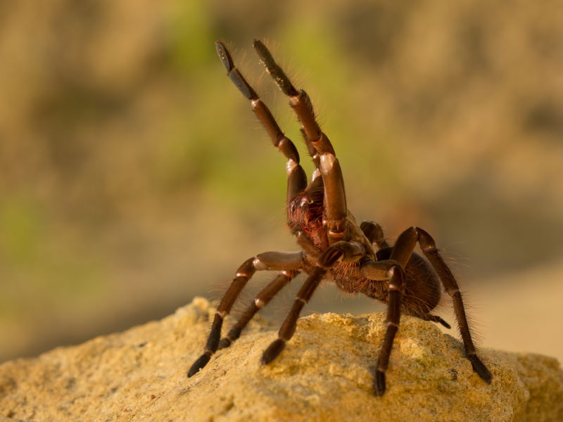 10 Grootste Spinnen ter wereld