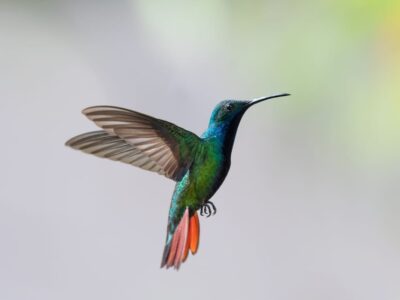 Calliope-kolibrie (Selasphorus calliope)