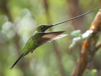 Hommelkolibrie (Atthis heloisa)