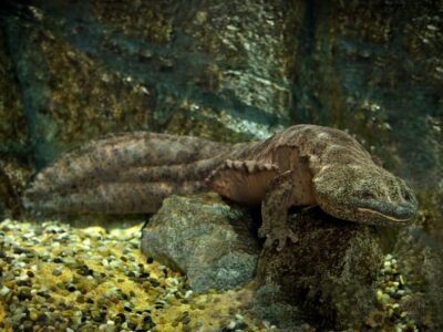 Chinese Reuzensalamander (De Grootste Amfibie)