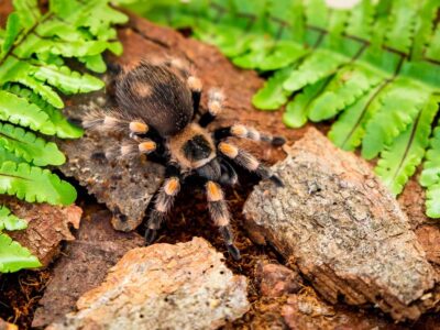 Poecilotheria rajaei