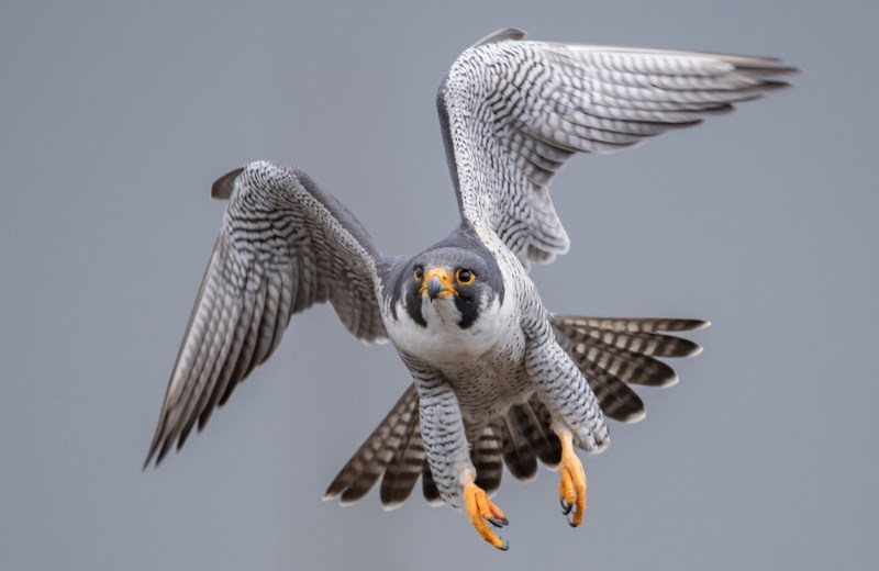 Top 10 Snelste Dieren ter Wereld (Op Land, in de Lucht en Zee)