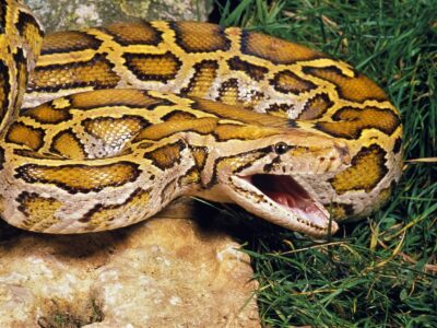 Donkere Tijgerpython