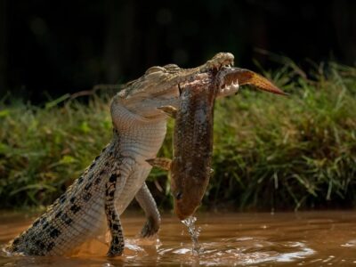 Zoutwaterkrokodil (Het Grootste Reptiel)