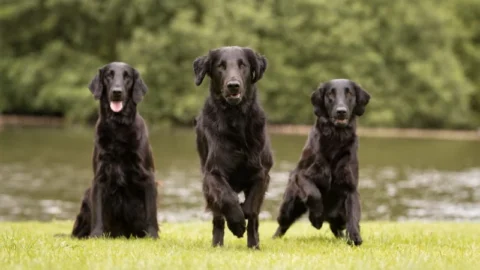 Flatcoated Retriever