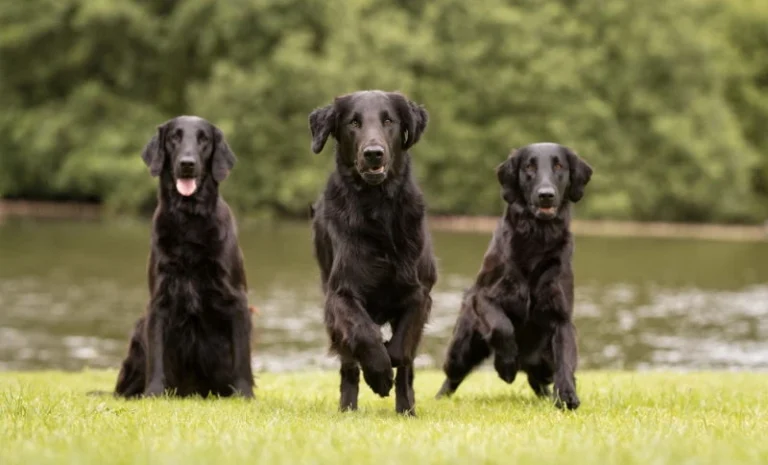 Flatcoated Retriever