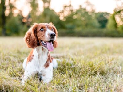 Cavalier King Charles SpaniÃ«l