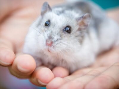Hamster