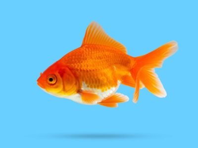 Aquariumvissen