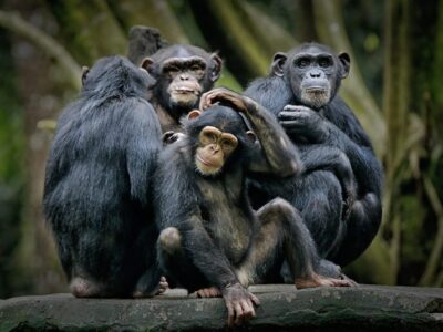 Chimpansee