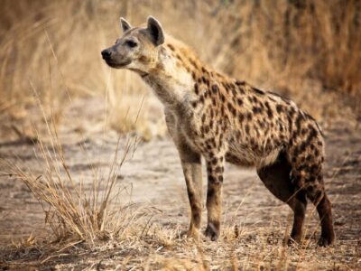 Gevlekte Hyena