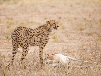 Jachtluipaard (Cheeta)