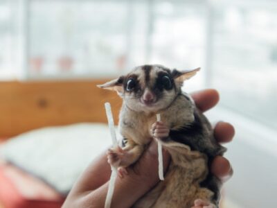 Suikereekhoorn (Sugar Glider)