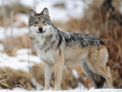 Grijze Wolf