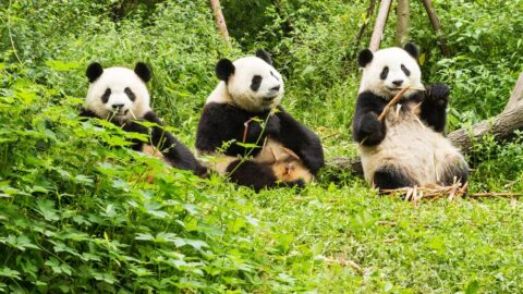 Top 10 Schattigste Dieren ter Wereld