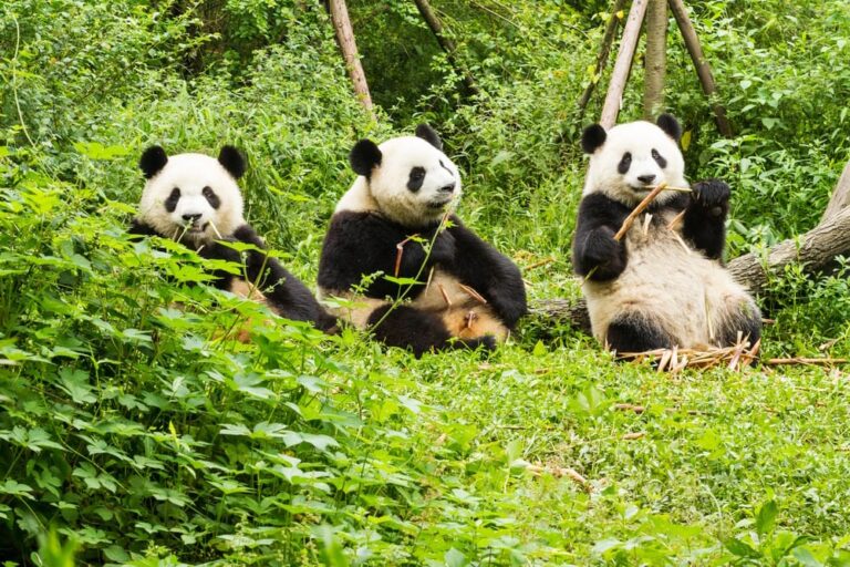 Top 10 Schattigste Dieren ter Wereld