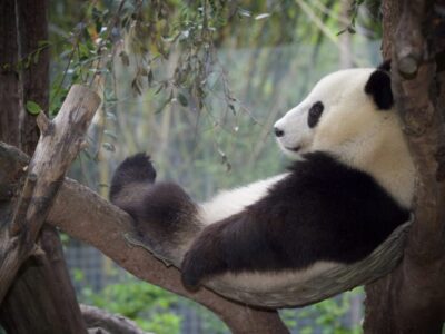 Reuzenpanda