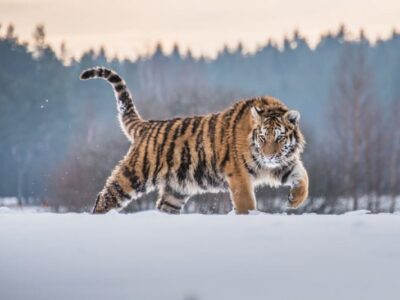 Siberische Tijger