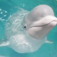 Top 10 Slimste Dieren ter Wereld