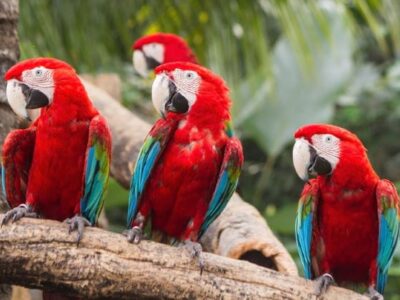 Geelvleugelara (Scarlet Macaw)