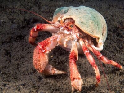 Reuzenpissebed (Bathynomus giganteus)